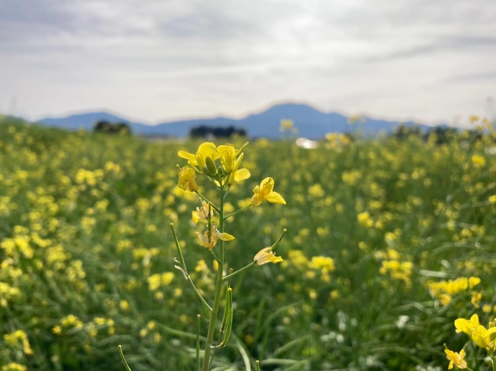 山を背に一面に咲く菜の花