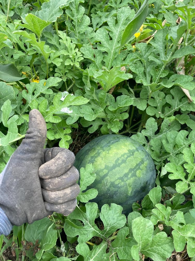 葉の間に実ったスイカと、親指を立てる手